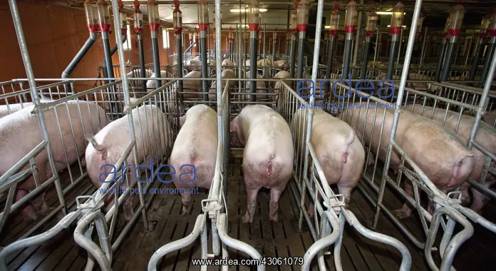 : Sows in Motherhood in a pig farm : Sows in Motherhood in a pig farm