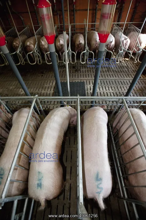 : Sows in Motherhood in a pig farm : Sows in Motherhood in a pig farm