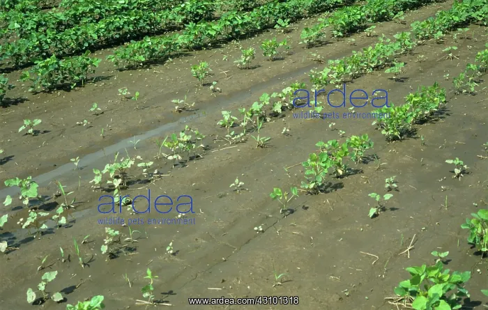 : Soy Crop affected by Heavy Rain : Soy Crop affected by Heavy Rain