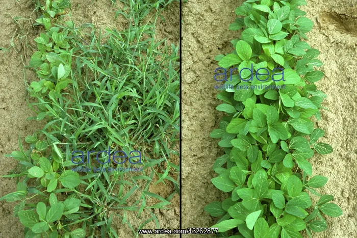 : Soy growth with and without weed control : Soy growth with and without weed control