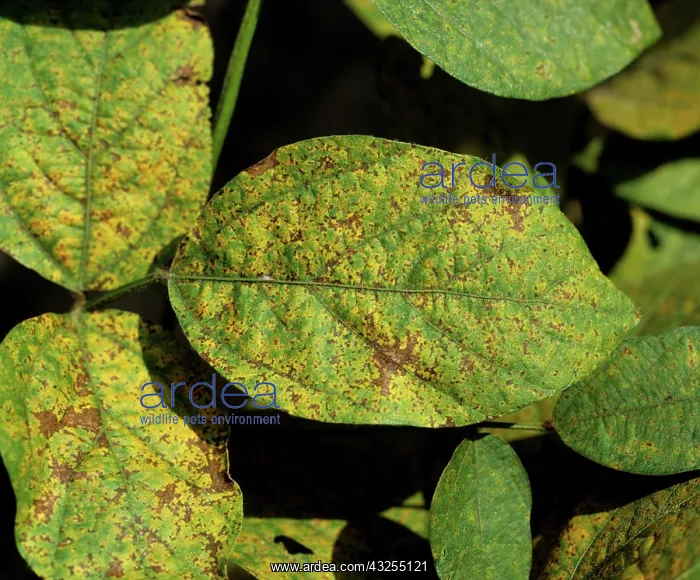 : Soya Rust (Phakopsora pachyrhizi) : Soya Rust (Phakopsora pachyrhizi)