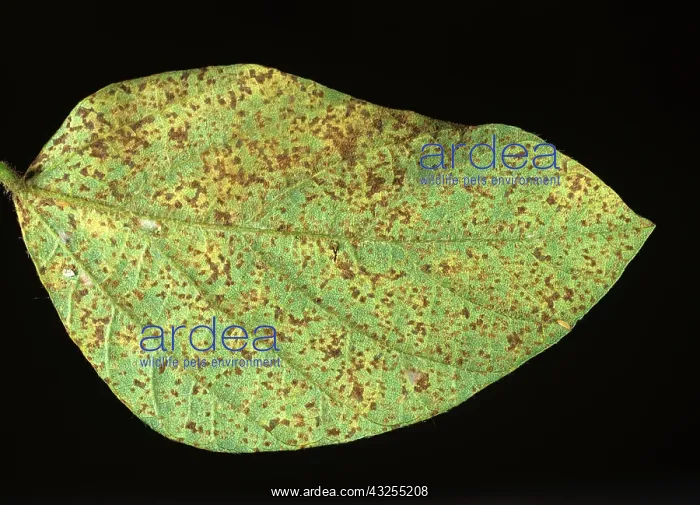 : Soya Rust (Phakopsora pachyrhizi) : Soya Rust (Phakopsora pachyrhizi)