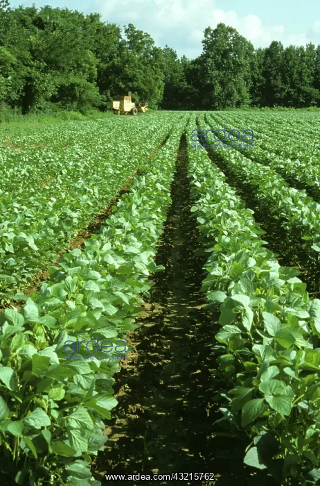 : Soyabean crop : Soyabean crop