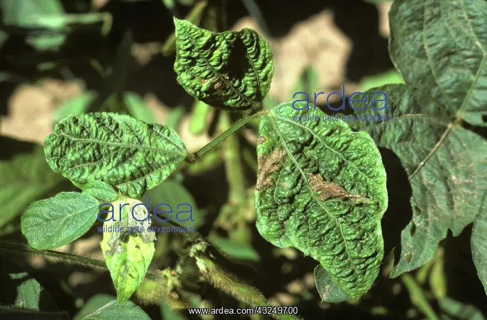 : Soyabean Mosaic Virus : Soyabean Mosaic Virus
