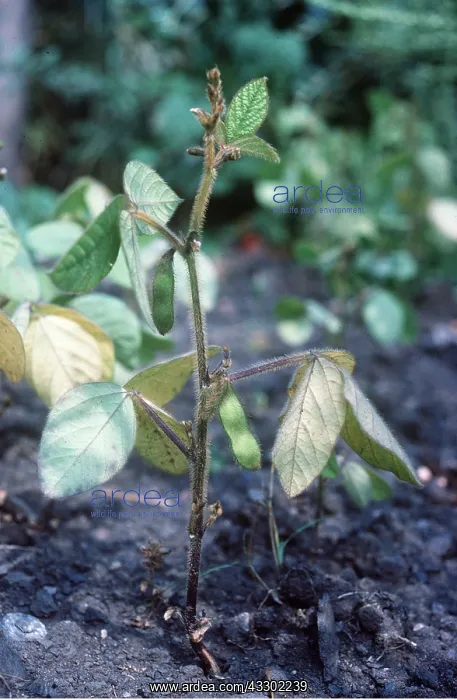 : SOYABEAN PLANT - with beans : SOYABEAN PLANT - with beans