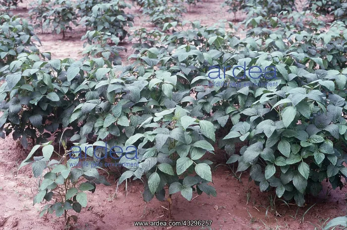 : SOYABEAN PLANTS : SOYABEAN PLANTS