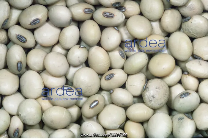 : SOYABEANS - grown widely for seeds, which are rich : SOYABEANS - grown widely for seeds, which are rich