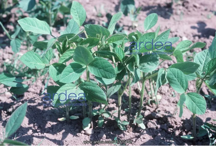: SOYABEANS - young plants : SOYABEANS - young plants