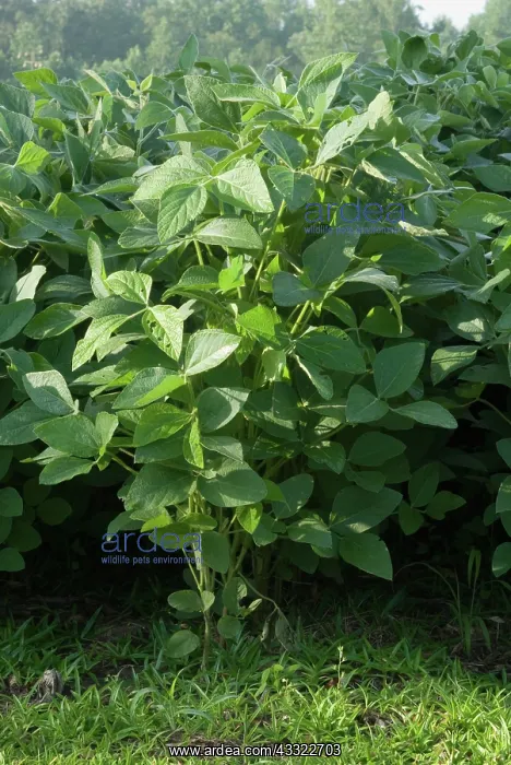 : Soybean (Glycine max). Richlands, NC : Soybean (Glycine max). Richlands, NC