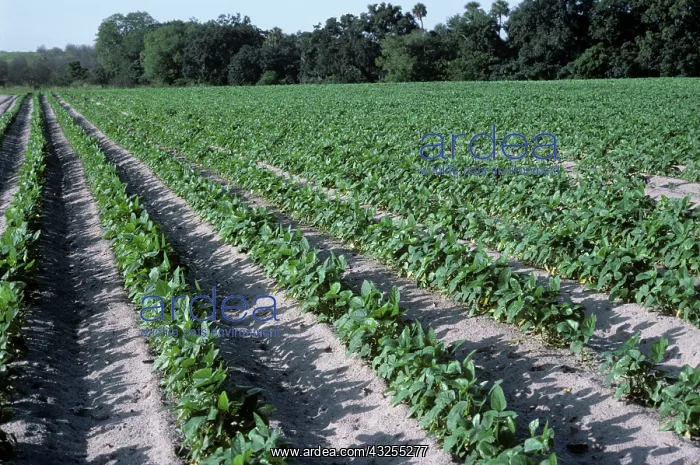 : Soybean crop : Soybean crop