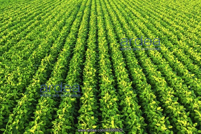 : Soybean field with rows of soya bean plants. Aerial : Soybean field with rows of soya bean plants. Aerial