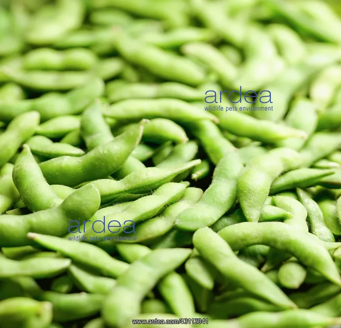 : Soybean, Glycine max, A mass of pods of Edaname : Soybean, Glycine max, A mass of pods of Edaname