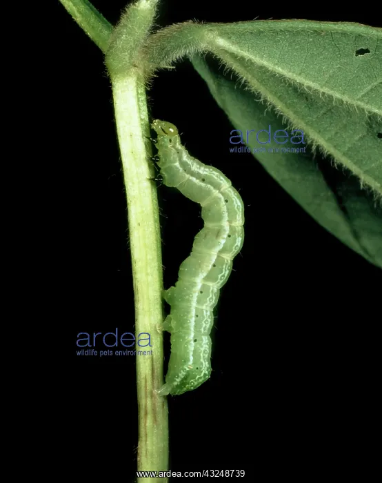 : Soybean looper : Soybean looper