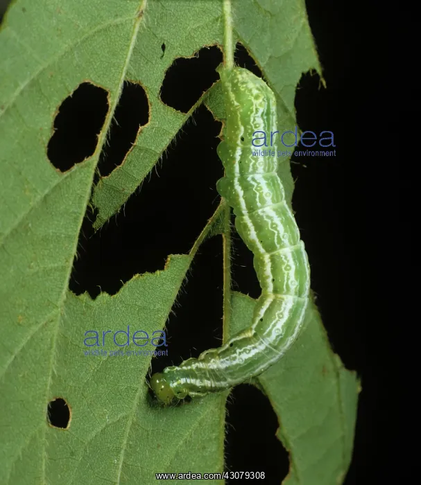 : Soybean looper caterpillar : Soybean looper caterpillar