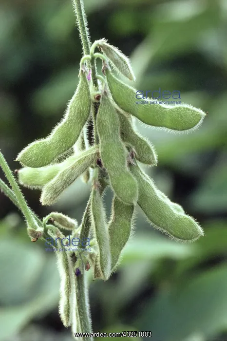 : Soybean Pods : Soybean Pods