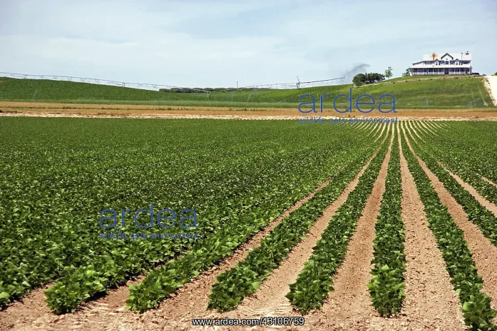 : Soybeans, Idaho : Soybeans, Idaho