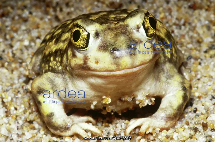 : Spadefoot Toad : Spadefoot Toad