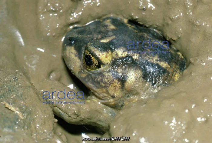 : Spadefoot Toad Burrows into Mud : Spadefoot Toad Burrows into Mud