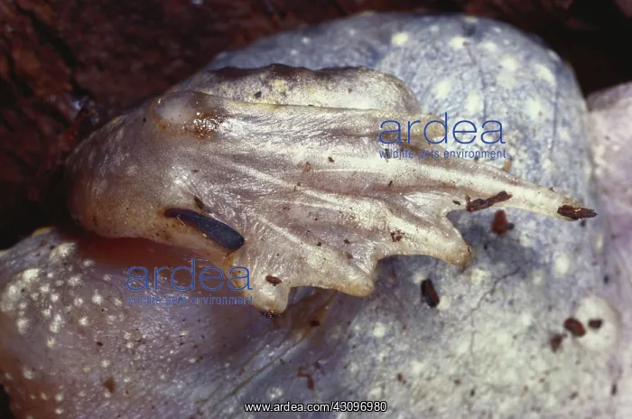 : Spadefoot Toad Foot : Spadefoot Toad Foot