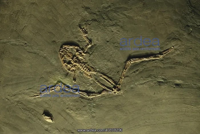 : Spadefoot Toad Fossil : Spadefoot Toad Fossil