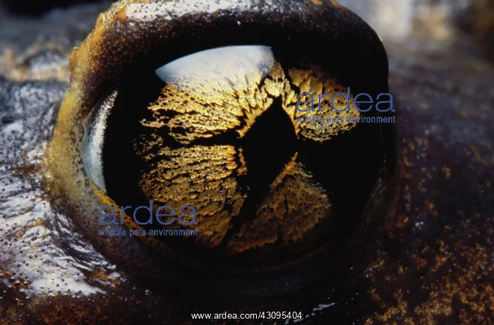 : Spadefoot Toad's eye : Spadefoot Toad's eye