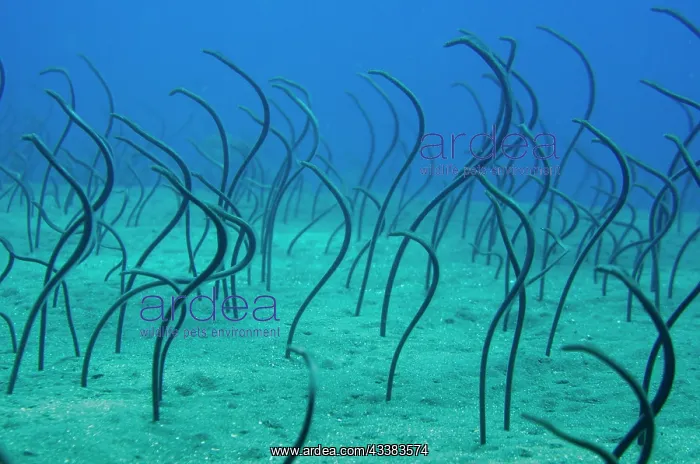: Spaghetti Garden Eels : Spaghetti Garden Eels