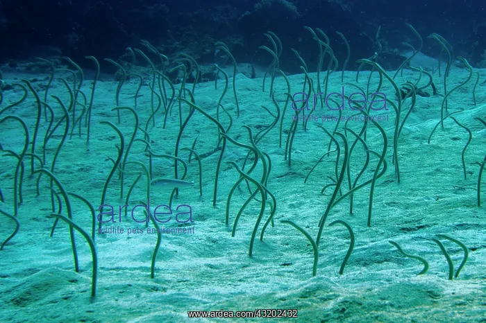 : Spaghetti Garden Eels in holes - Fish Bowl dive : Spaghetti Garden Eels in holes - Fish Bowl dive
