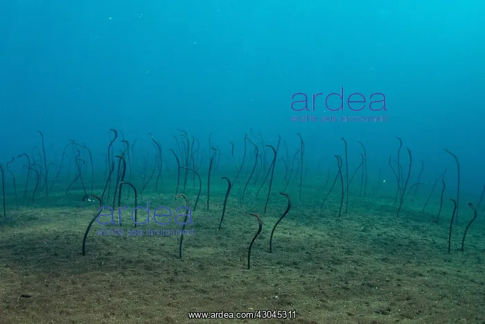 : Spaghetti Garden Eels - in holes in sand - USAT : Spaghetti Garden Eels - in holes in sand - USAT