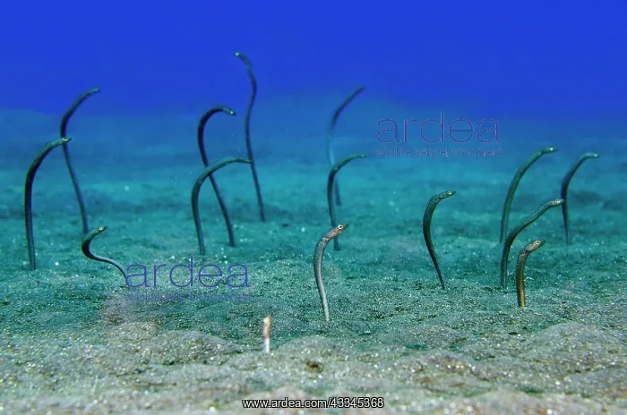 : Spaghetti Garden Eels - Pyramids dive site, Amed : Spaghetti Garden Eels - Pyramids dive site, Amed