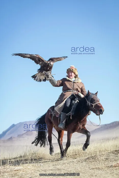 : Spai Bashakan trains his female eagle, Olgii, Mongolia : Spai Bashakan trains his female eagle, Olgii, Mongolia