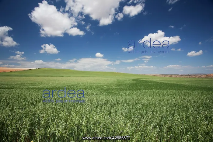  : Spain - Agricultural landscape. Aragon