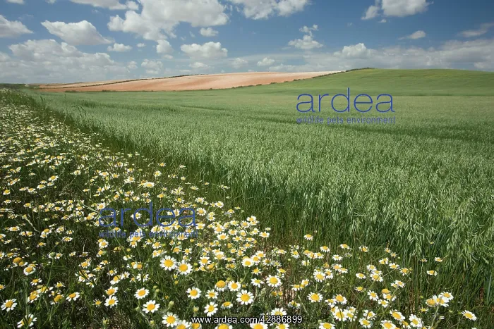  : Spain - Agricultural landscape. Aragon