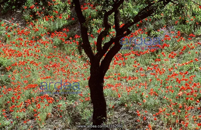: SPAIN - Almond tree (Prunus dulcis) in April amidst : SPAIN - Almond tree (Prunus dulcis) in April amidst