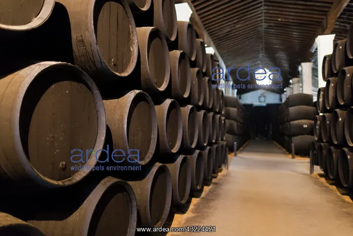 : Spain, Andalucia Region, Cadiz Province : Spain, Andalucia Region, Cadiz Province