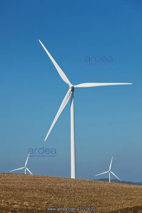 : Spain, Andalucia Region, Cadiz Province : Spain, Andalucia Region, Cadiz Province