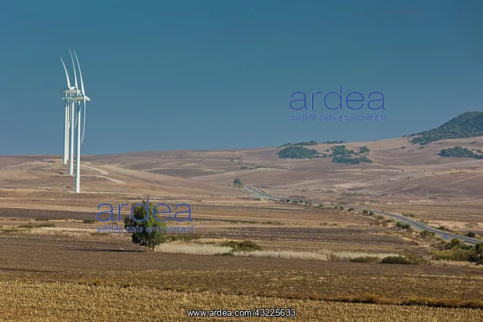 : Spain, Andalucia Region, Cadiz Province : Spain, Andalucia Region, Cadiz Province