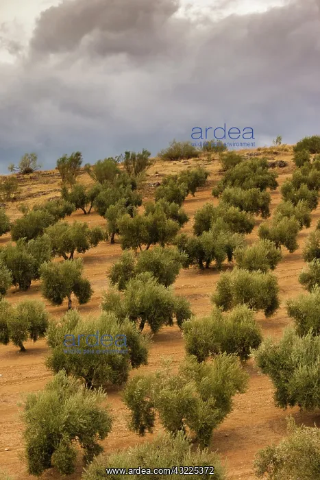 : Spain, Andalucia Region, Jaen Province : Spain, Andalucia Region, Jaen Province