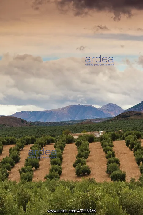 : Spain, Andalucia Region, Jaen Province : Spain, Andalucia Region, Jaen Province