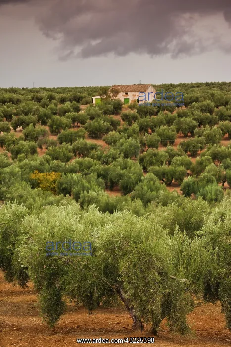  : Spain, Andalucia Region, Jaen Province