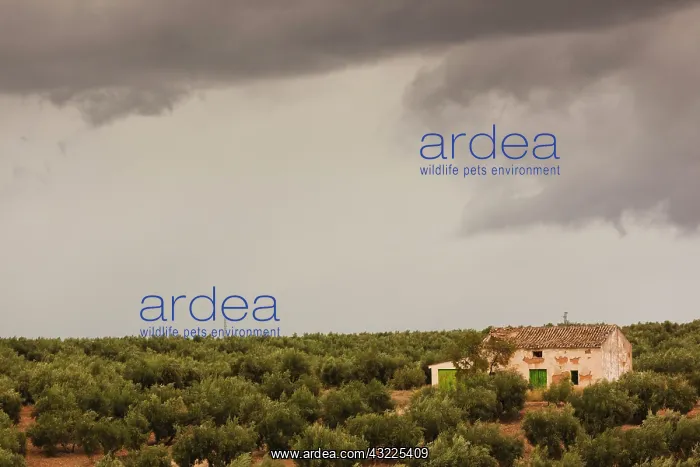 : Spain, Andalucia Region, Jaen Province : Spain, Andalucia Region, Jaen Province