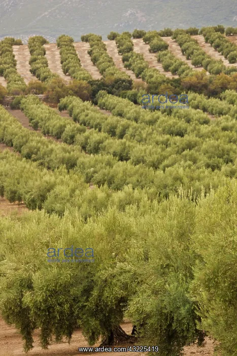 : Spain, Andalucia Region, Jaen Province : Spain, Andalucia Region, Jaen Province