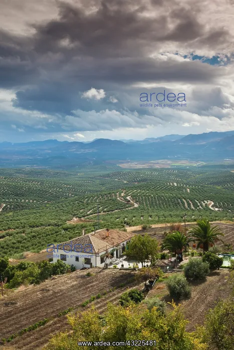 : Spain, Andalucia Region, Jaen Province : Spain, Andalucia Region, Jaen Province