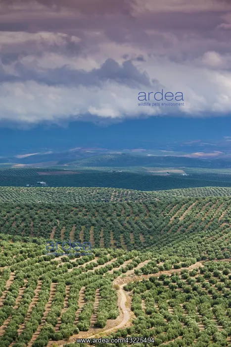 : Spain, Andalucia Region, Jaen Province : Spain, Andalucia Region, Jaen Province