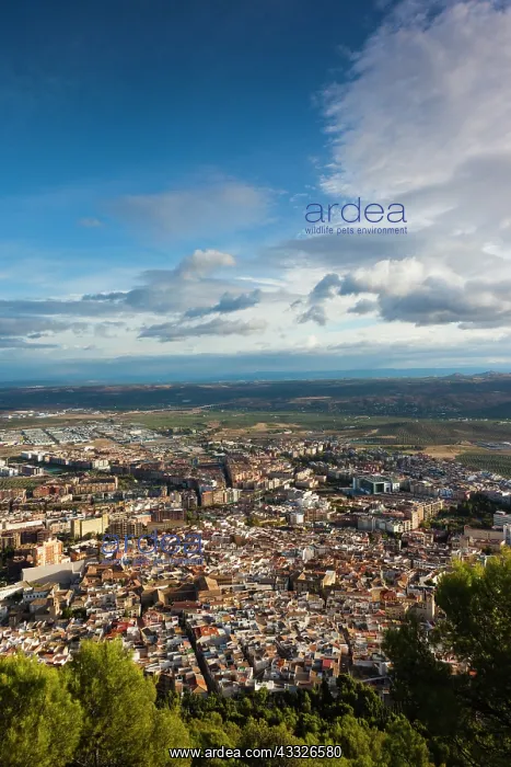 : Spain, Andalucia Region, Jaen Province : Spain, Andalucia Region, Jaen Province