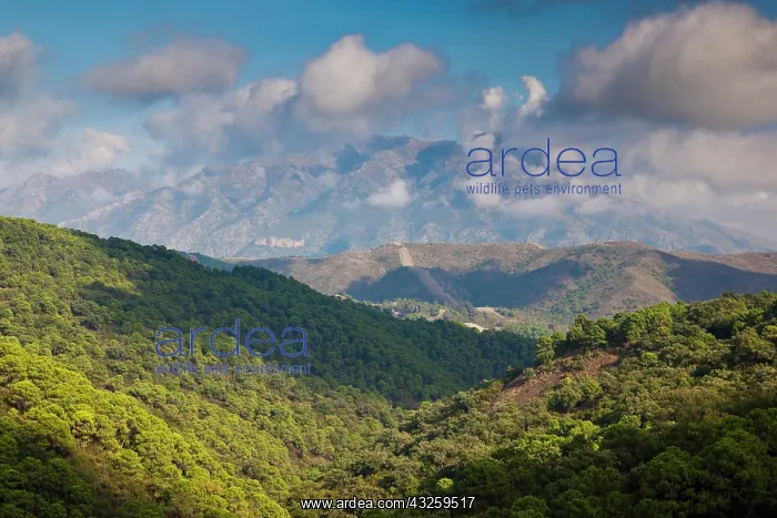 : Spain, Andalucia Region, Malaga Province : Spain, Andalucia Region, Malaga Province