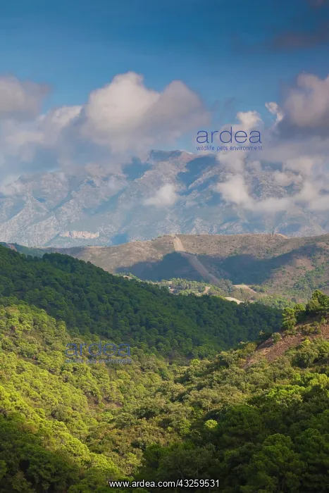 : Spain, Andalucia Region, Malaga Province : Spain, Andalucia Region, Malaga Province