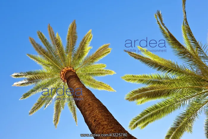 : Spain, Andalucia Region, Seville Province : Spain, Andalucia Region, Seville Province