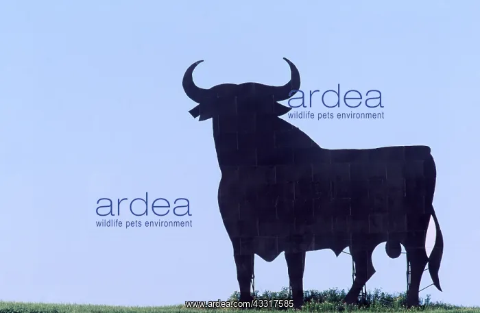 : Spain, Andalusia - Bull cut-out : Spain, Andalusia - Bull cut-out