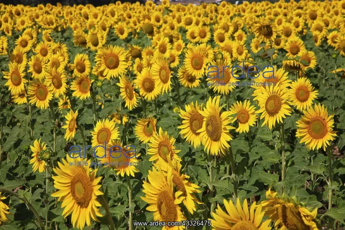  : Spain, Andalusia, Cadiz Province. Sunflower