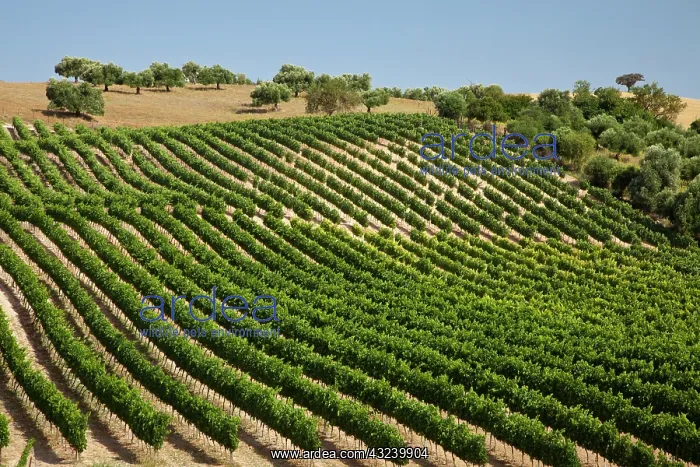 : Spain, Andalusia, Cadiz Province. Vineyard : Spain, Andalusia, Cadiz Province. Vineyard